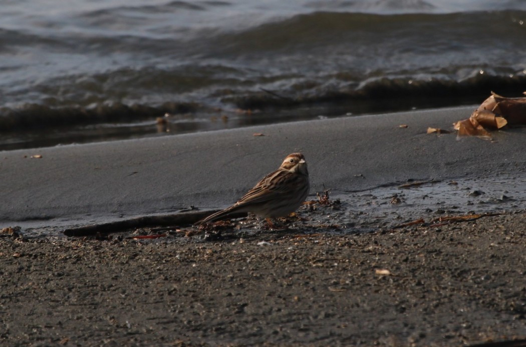 Common Reed Bunting