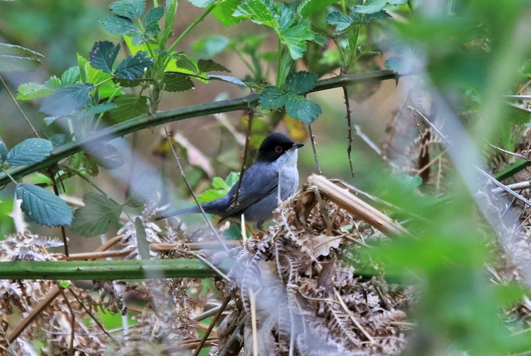 Sardinian Warbler