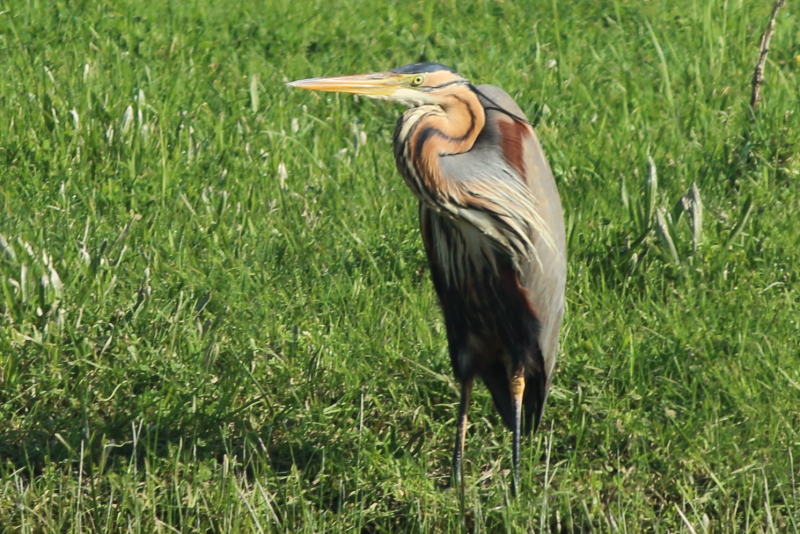 Purple Heron