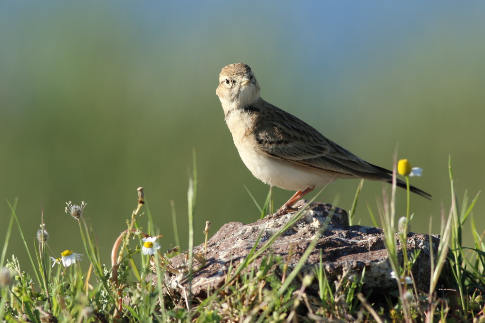 Greater Short-toed Lark