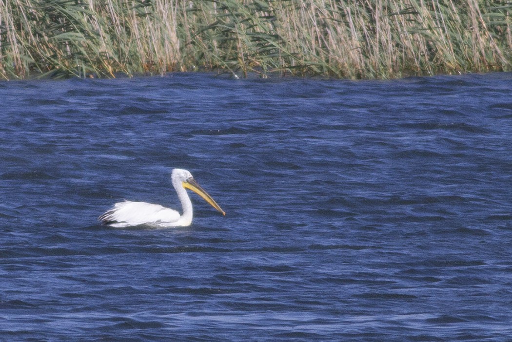 Dalmatian Pelican