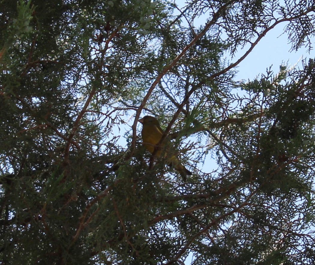 European Greenfinch