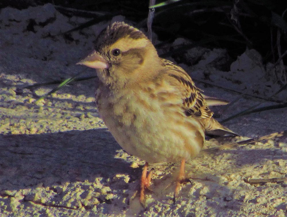 Rock Sparrow