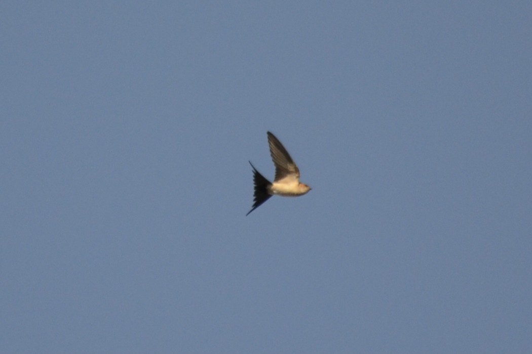 European Red-rumped Swallow