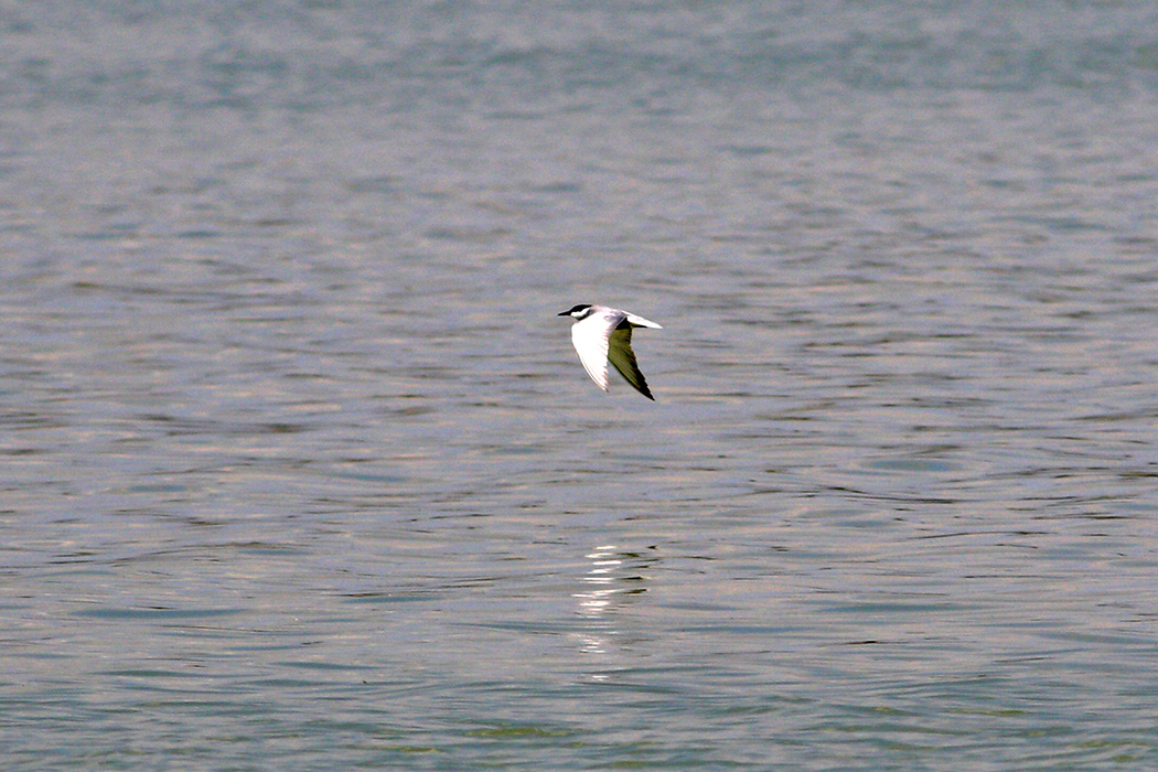 Whiskered Tern