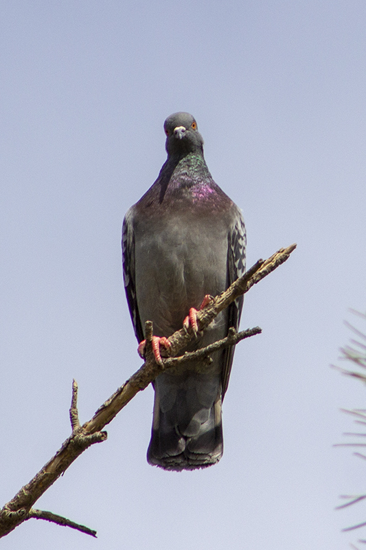 Rock Dove