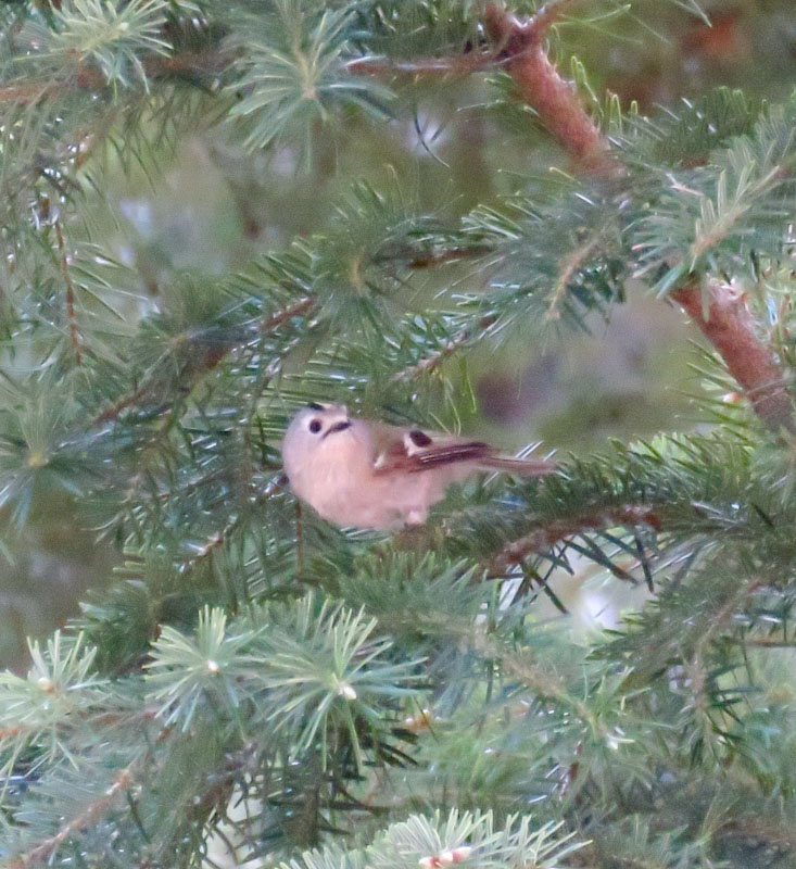 Goldcrest