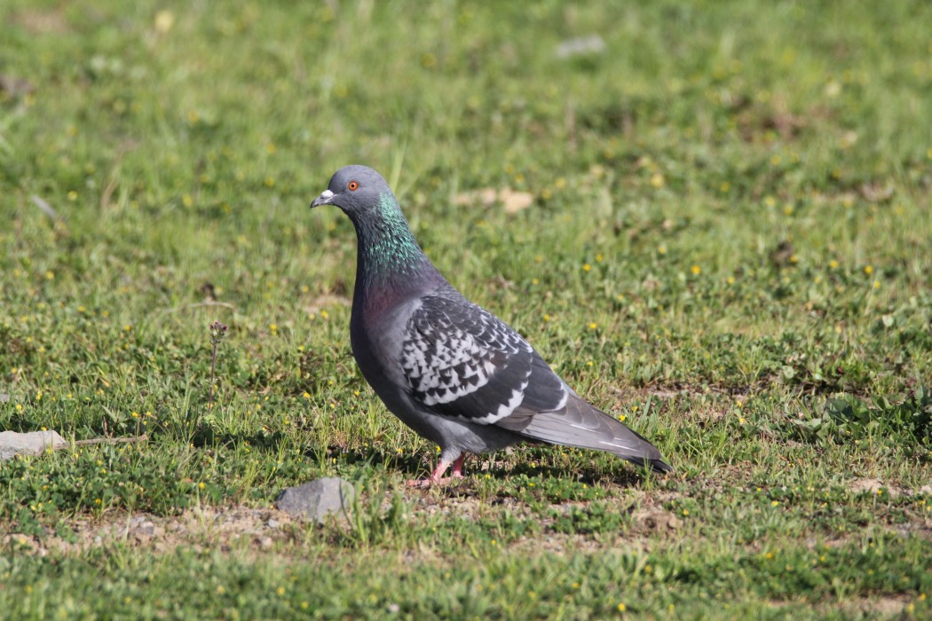 Rock Dove