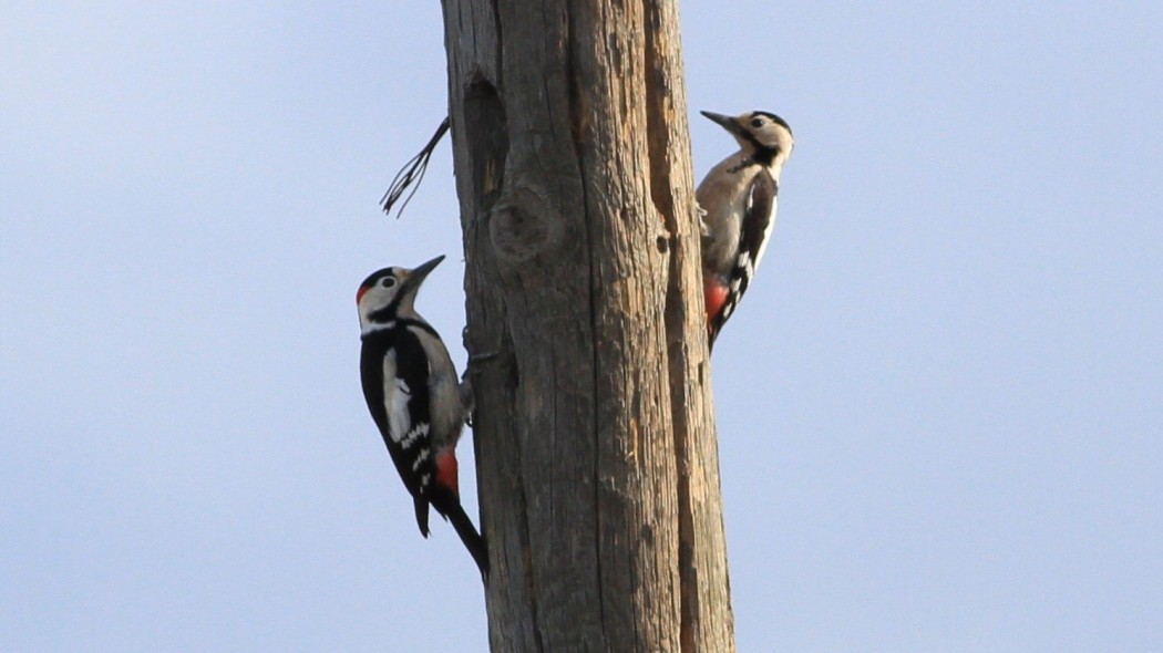 Syrian Woodpecker