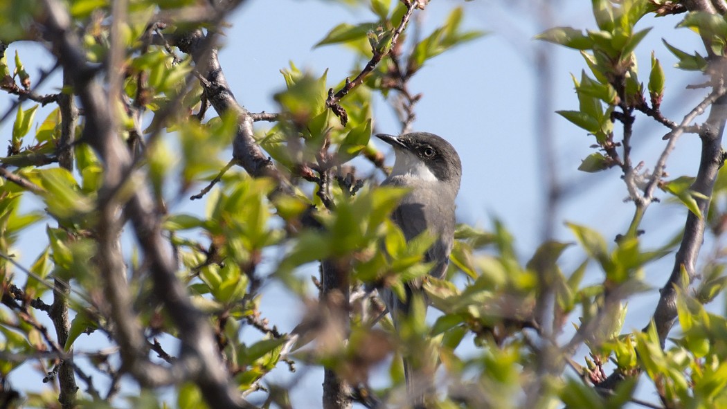 Eastern Orphean Warbler