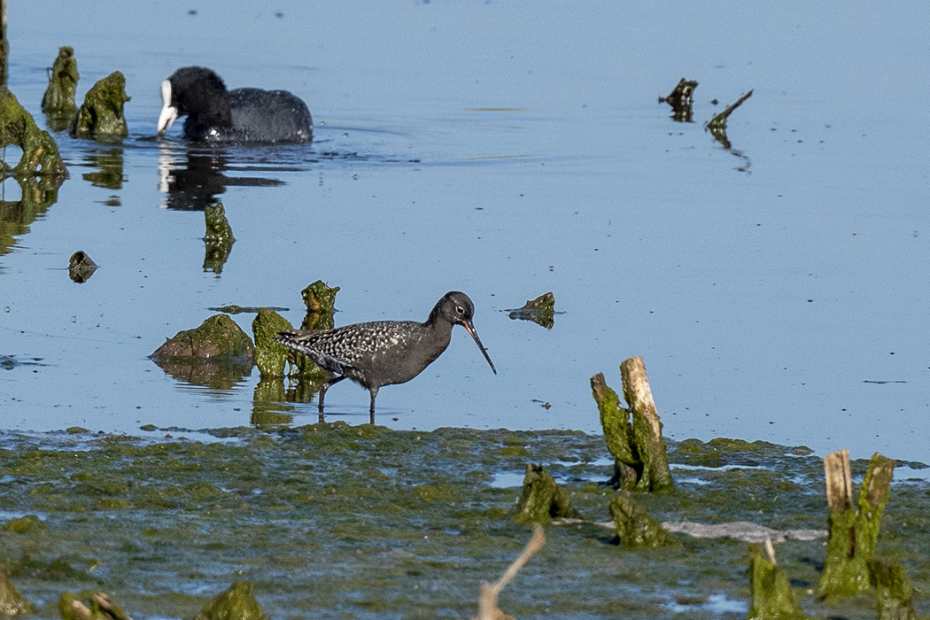 Spotted Redshank