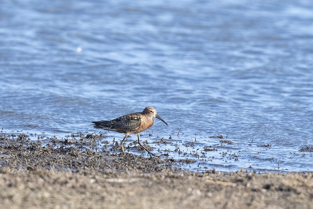 Curlew Sandpiper
