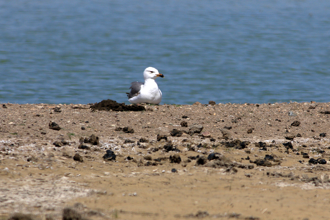 Armenian Gull