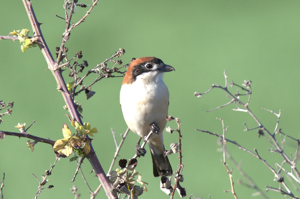 Woodchat Shrike