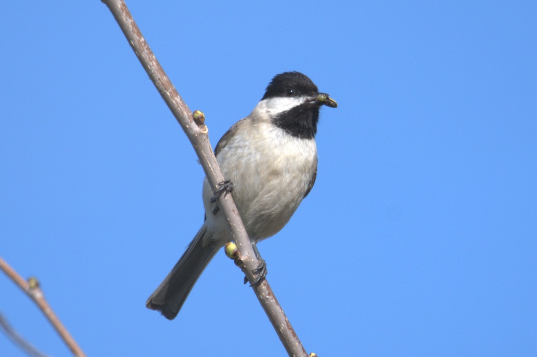 Sombre Tit