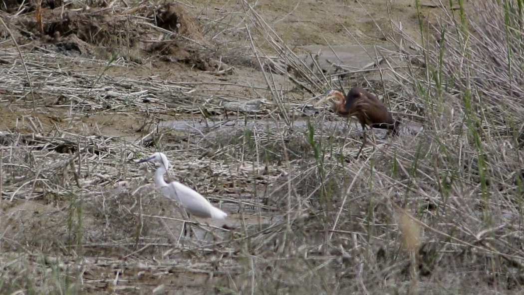 Purple Heron
