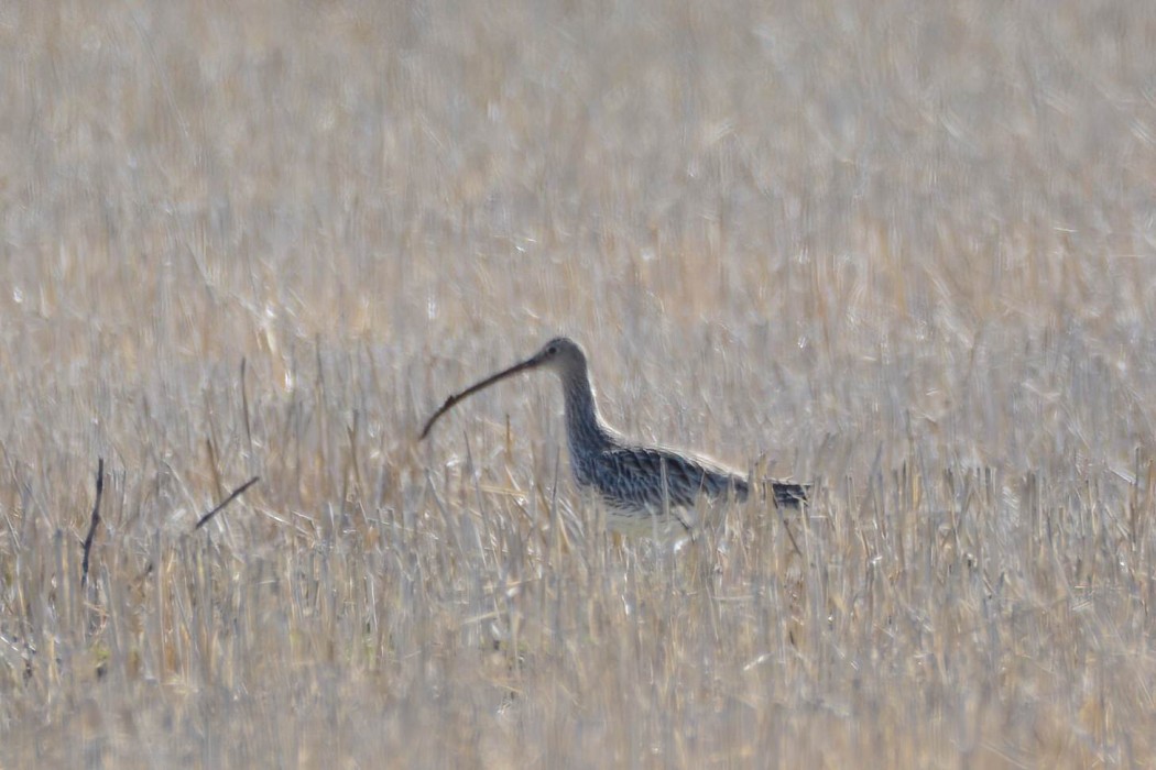 Eurasian Curlew