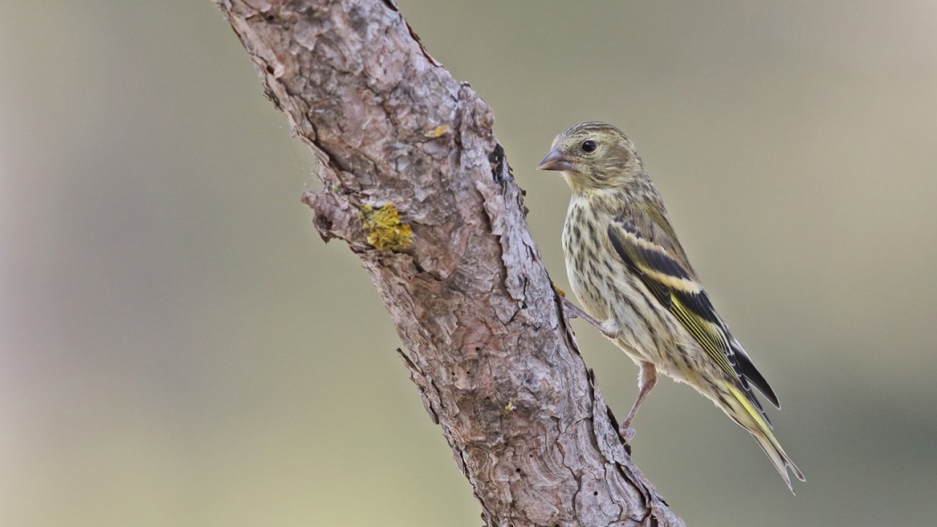 Eurasian Siskin