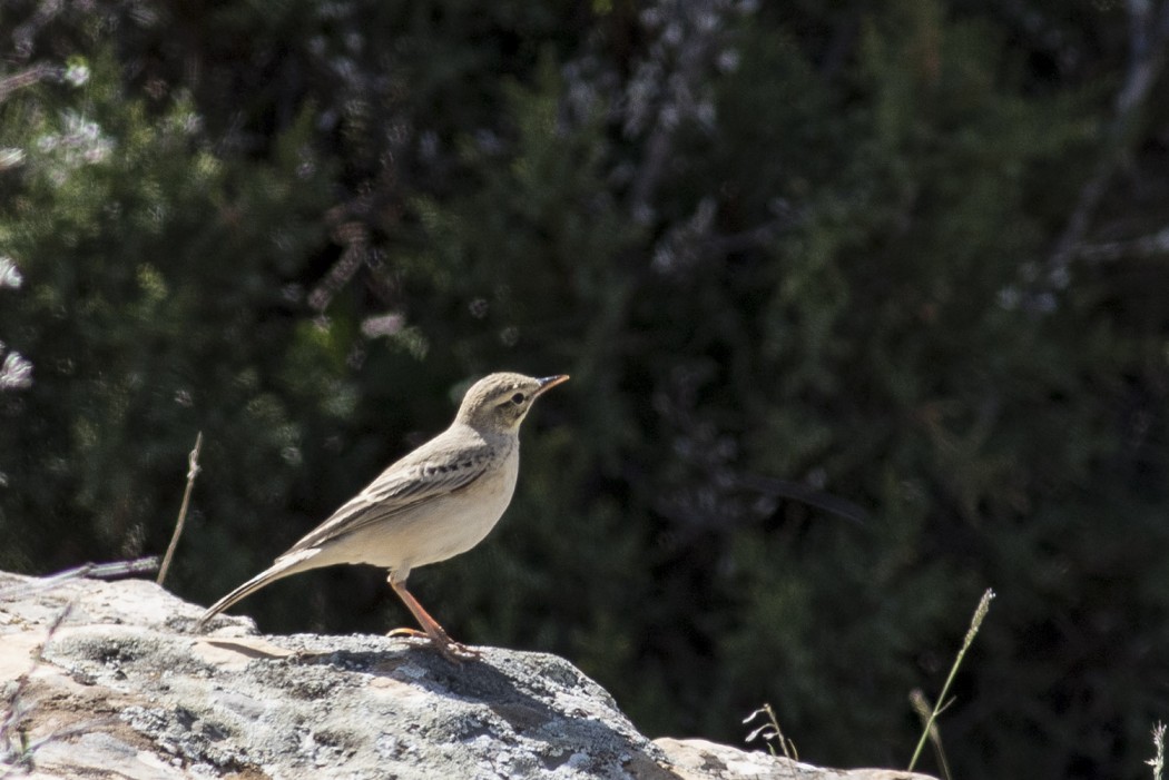 Tawny Pipit