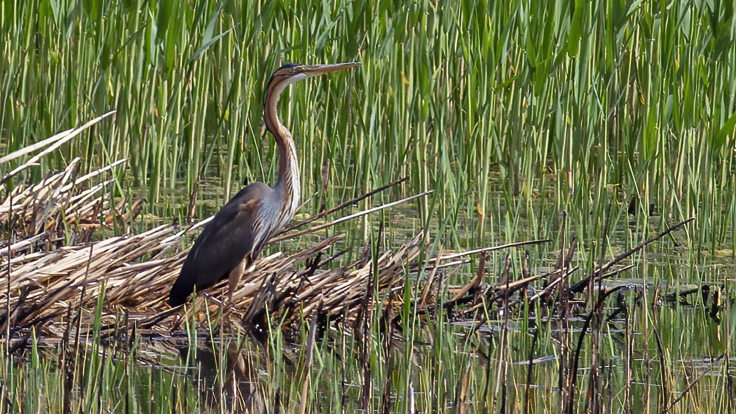 Purple Heron