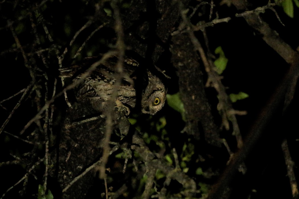 Eurasian Scops Owl