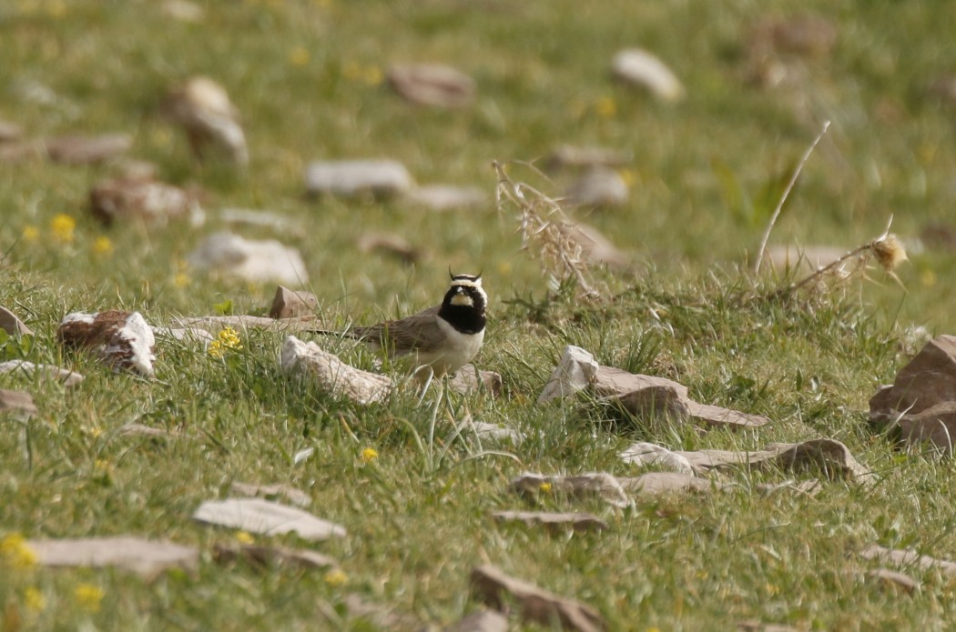 Horned Lark
