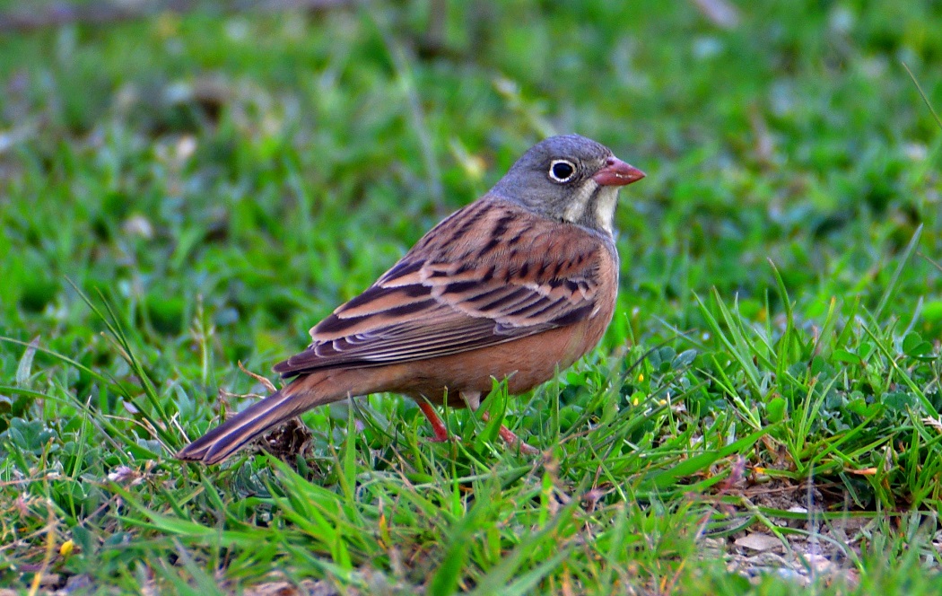 Ortolan Bunting