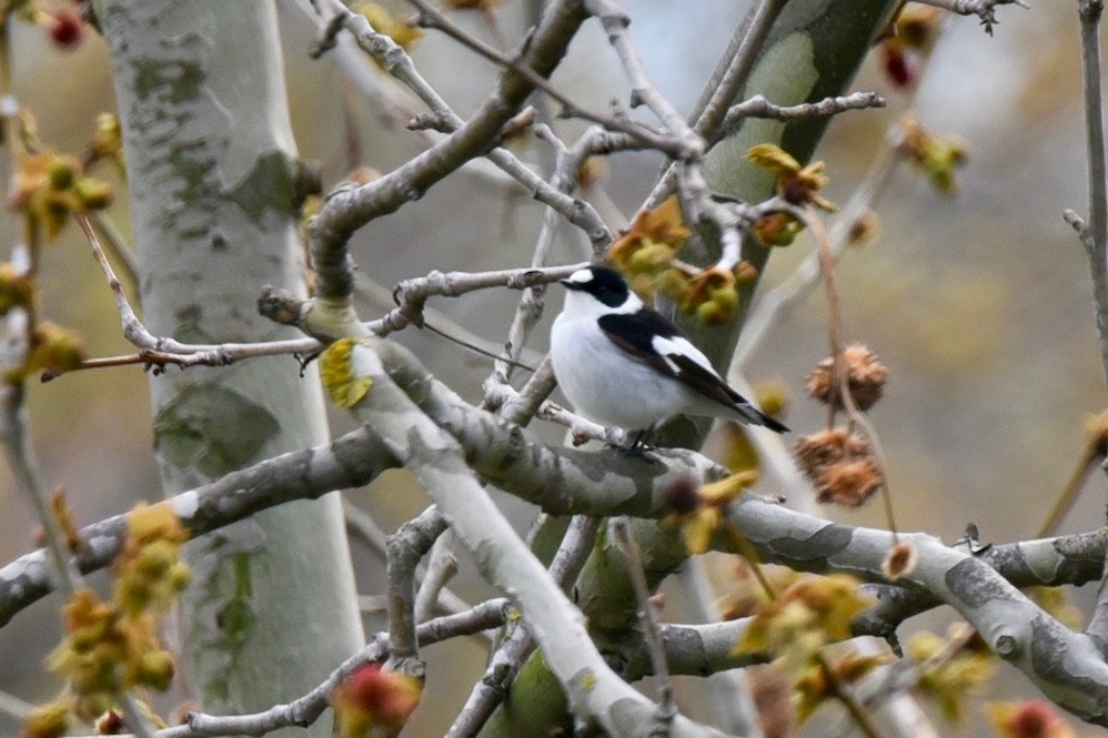 Collared Flycatcher