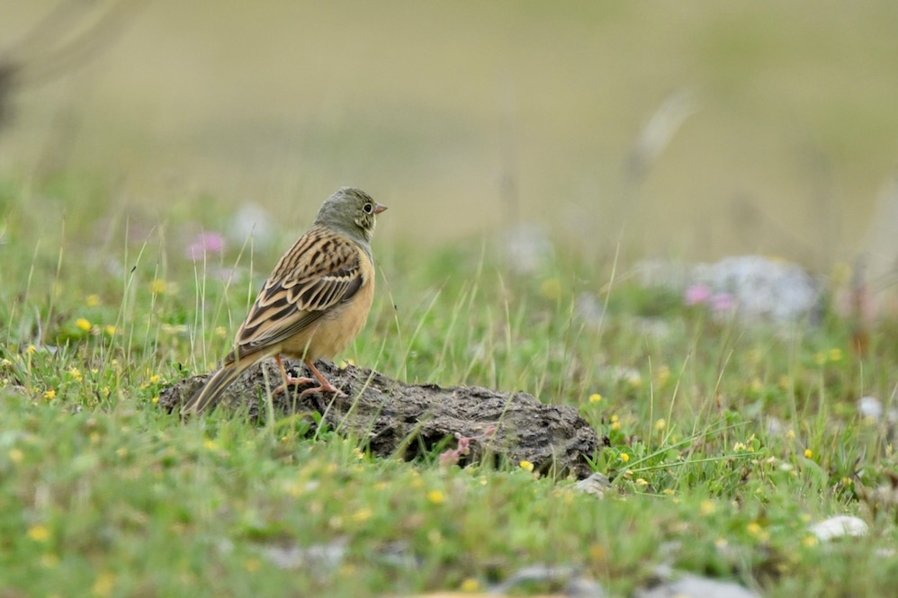 Ortolan Bunting