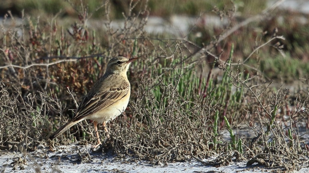 Tawny Pipit