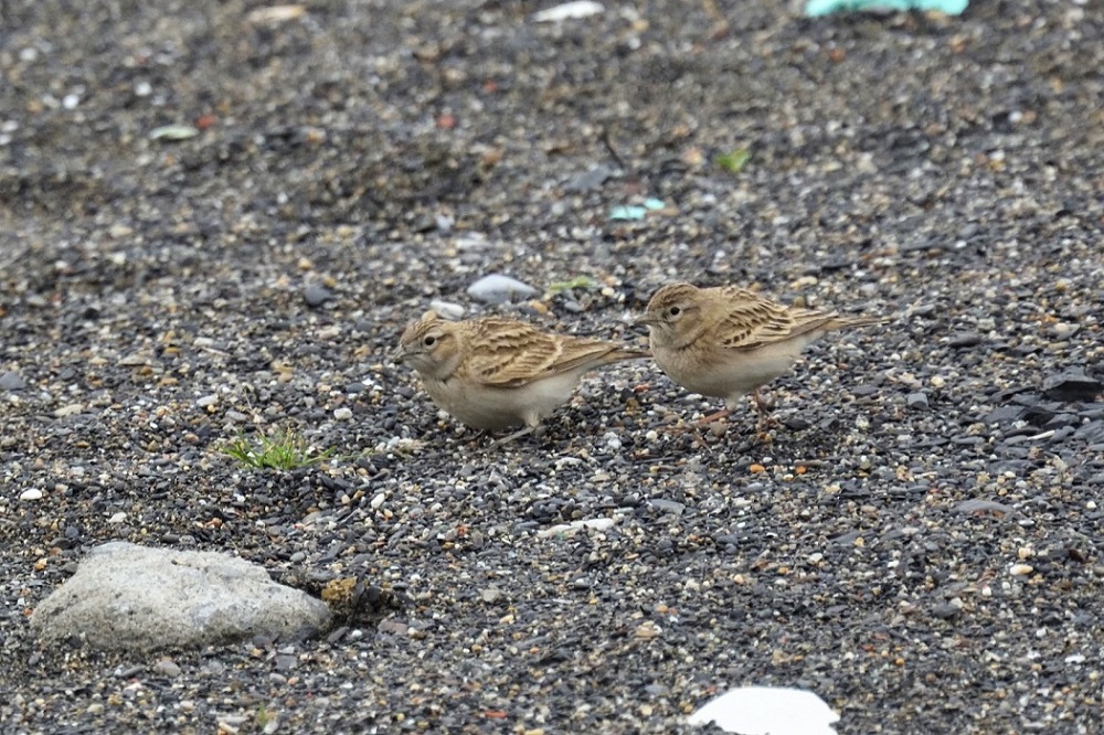 Greater Short-toed Lark