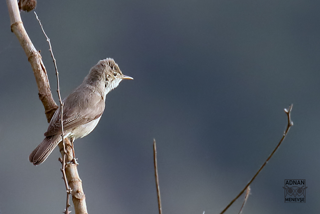 Eastern Olivaceous Warbler