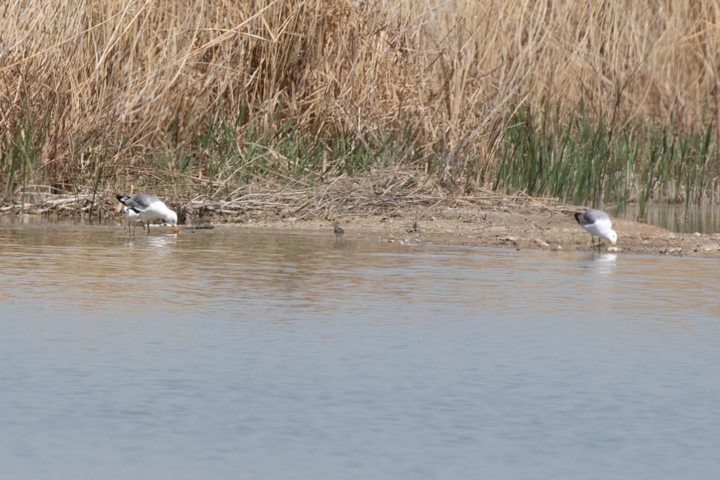 Armenian Gull