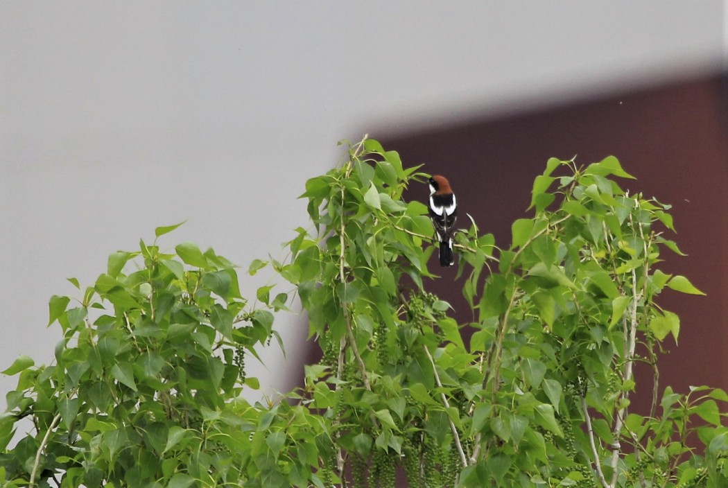 Woodchat Shrike