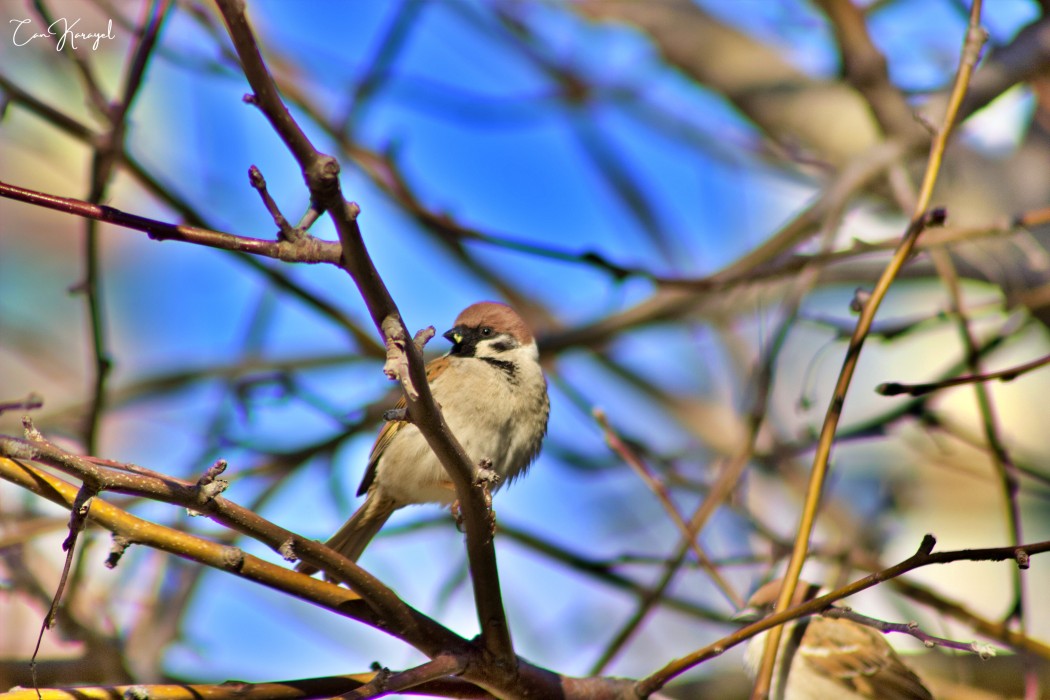 Eurasian Tree Sparrow