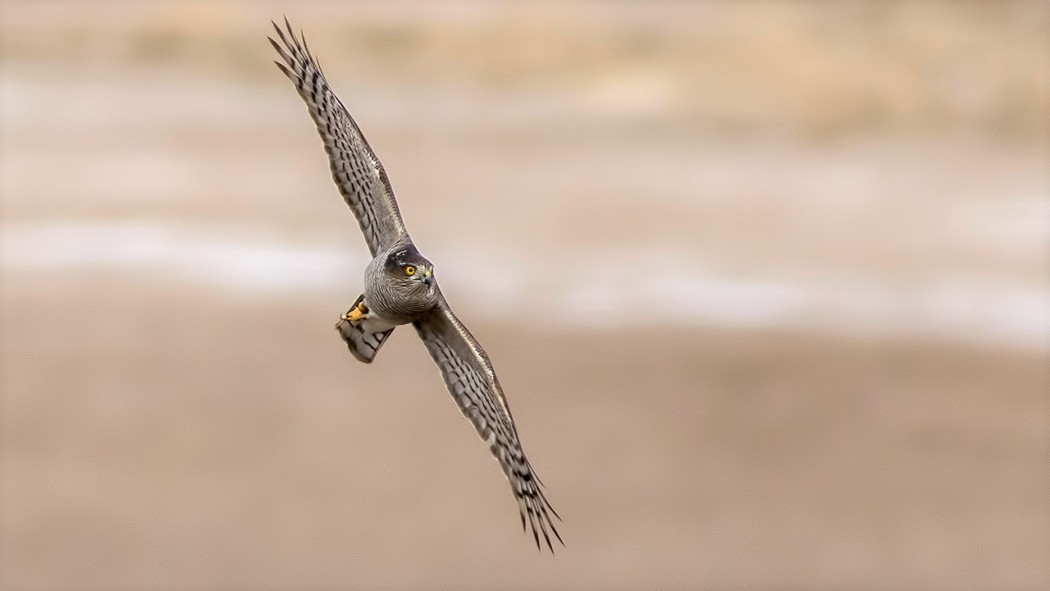 Eurasian Sparrowhawk