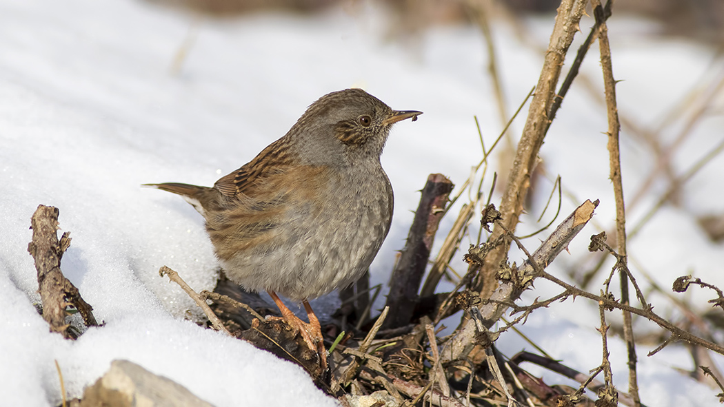 Dunnock