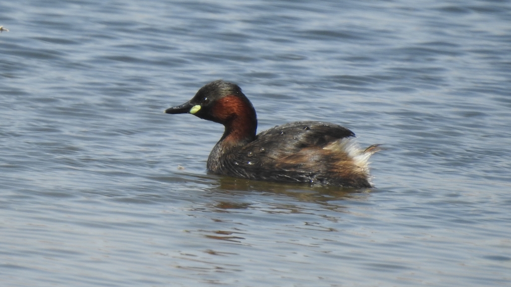 Little Grebe