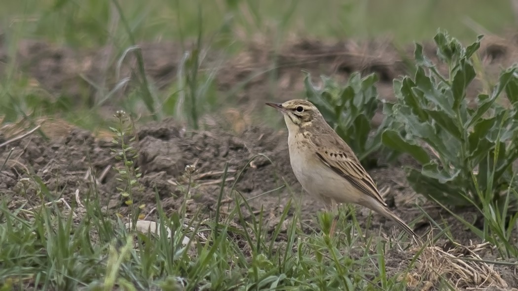 Tawny Pipit