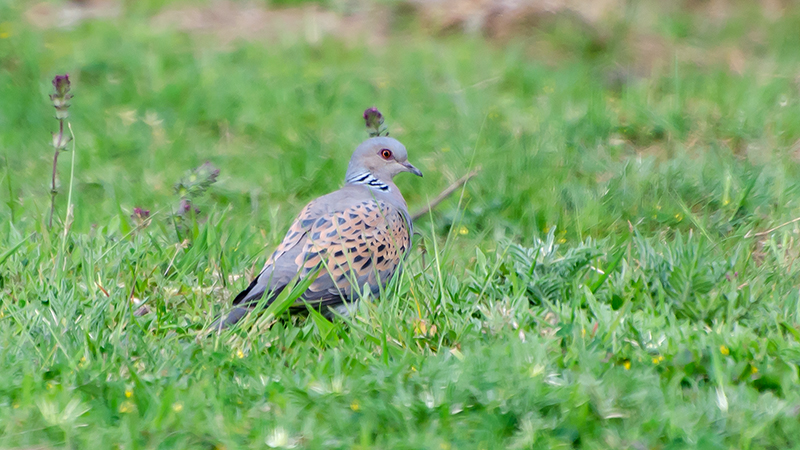 European Turtle Dove