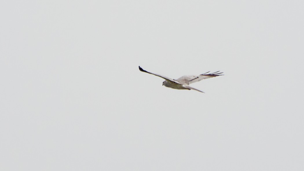 Montagu`s Harrier