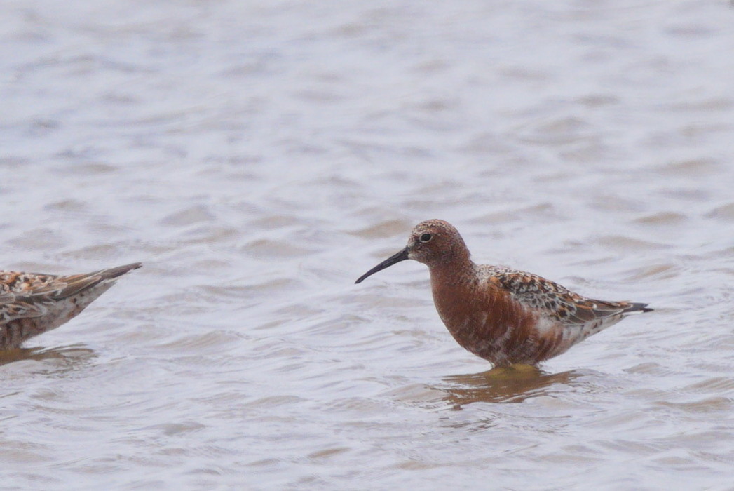 Curlew Sandpiper