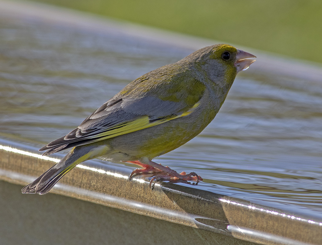 European Greenfinch