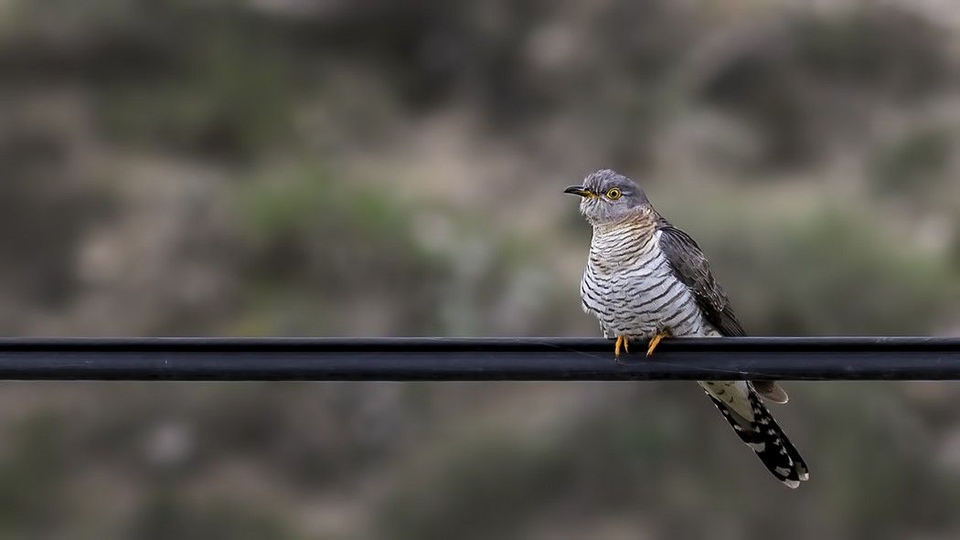 Common Cuckoo