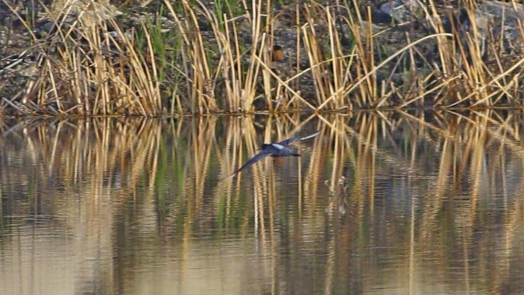 Spotted Redshank