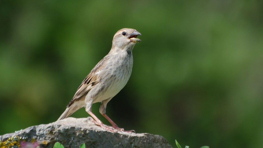 Spanish Sparrow