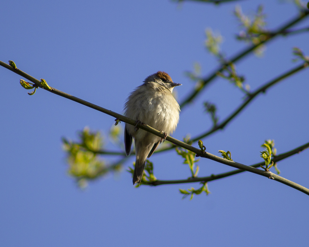 Eurasian Blackcap