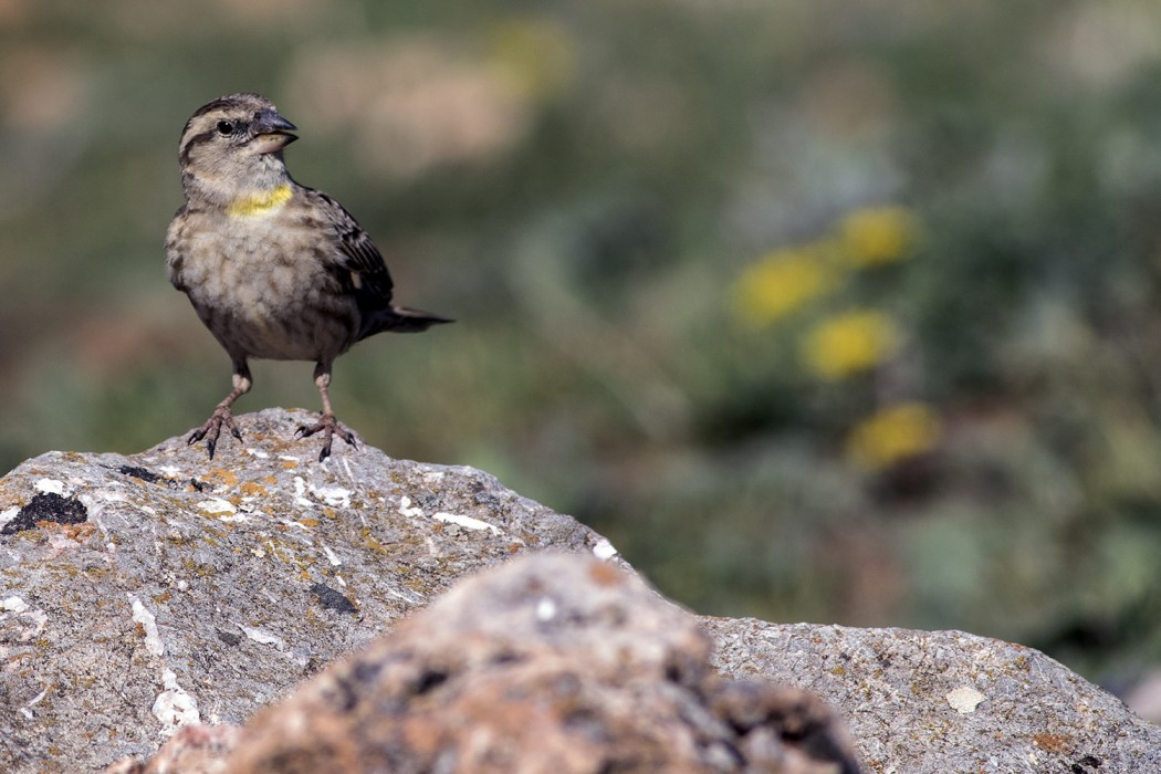 Rock Sparrow
