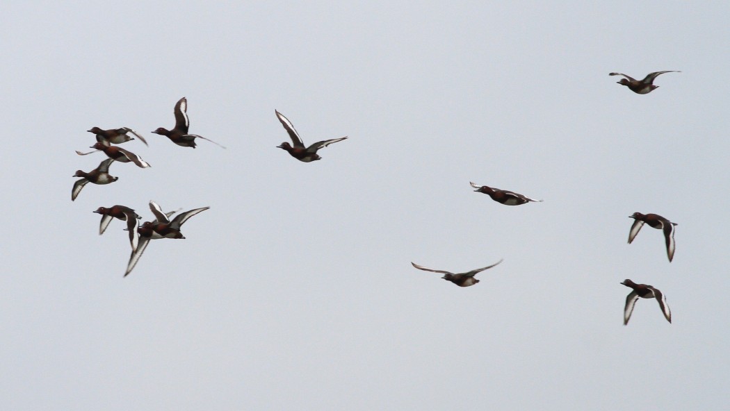 Ferruginous Duck