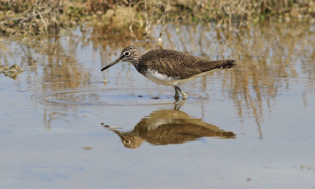 Green Sandpiper